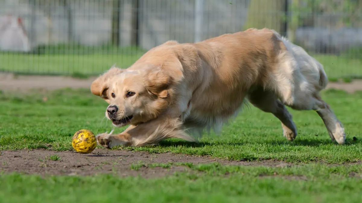 Hund, Hundewiese, Hundeauslauf, Retriever