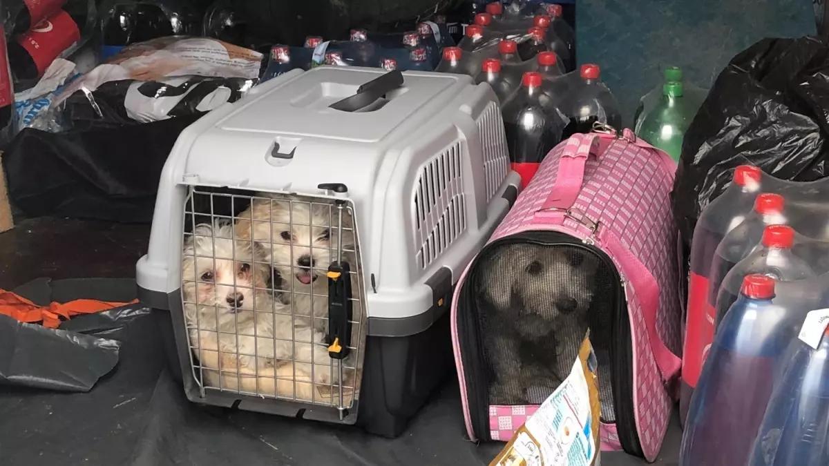 Drei Hunden wurden von der Autobahnpolizei bei Freudenberg aus Kleintiertransportboxen gerettet.