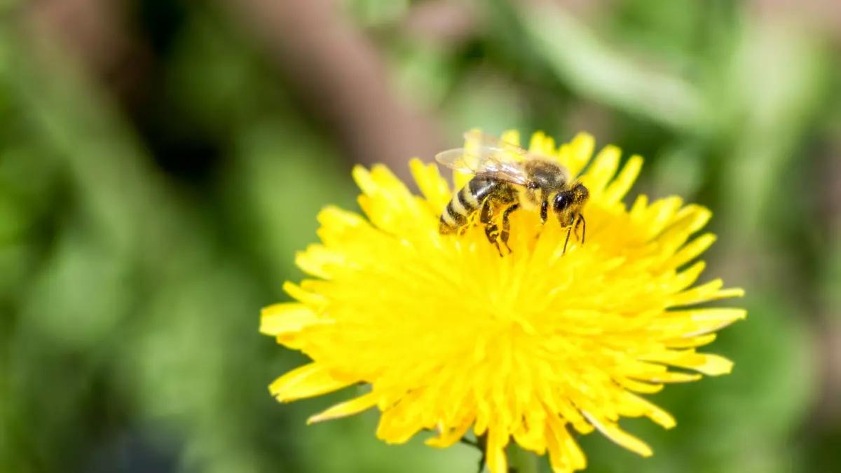Vereinsgründung ohne Satzung: Fraktionen äußern Bedenken