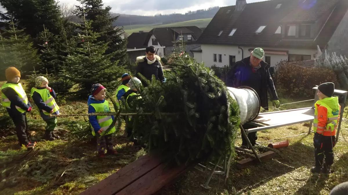 Die Kinder des St. Antonius-Kindergartens Iseringhausen suchten sich den schönsten Weihnachtsbaum aus.