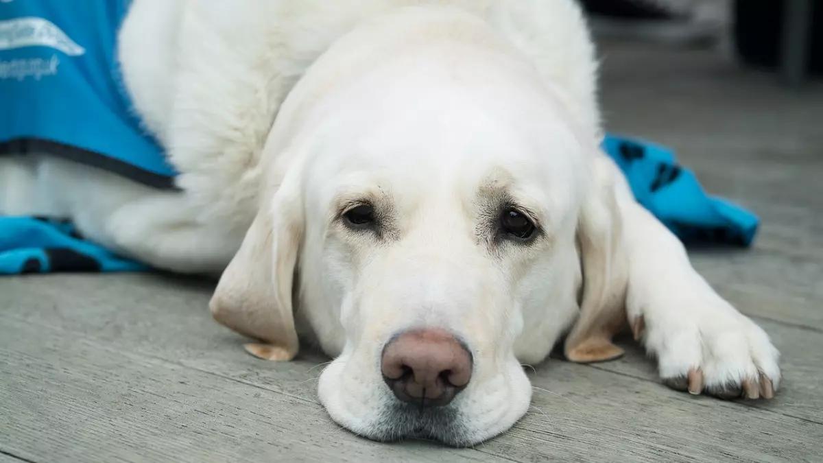 Betrug mit Tieren: Polizei warnt vor Kauf im Internet