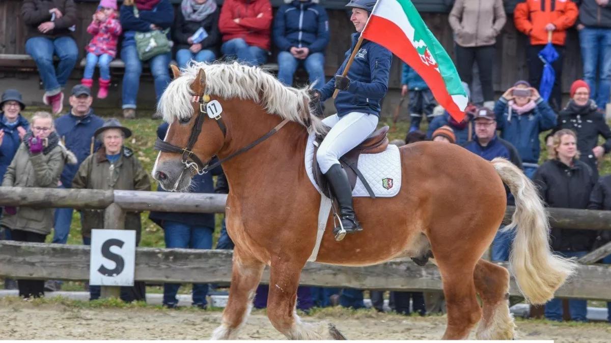Imposante Tiere mit ihren Reitern in Aktion.