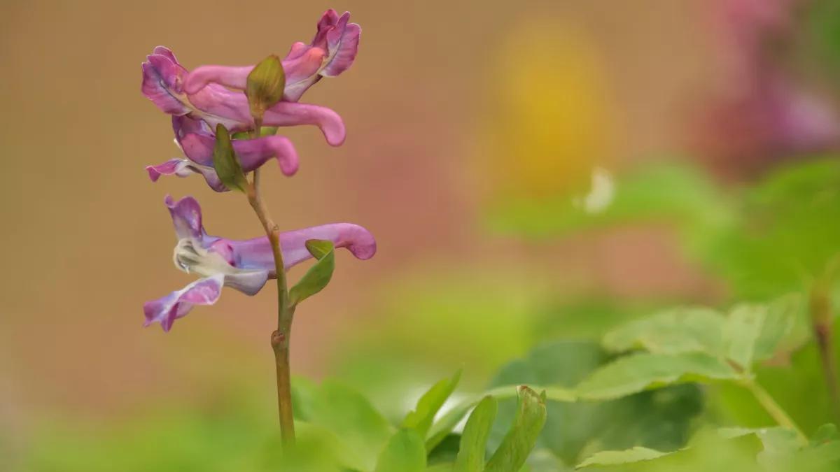 Frühlingserwachen im Naturschutzgebiet „Breiter Hagen“